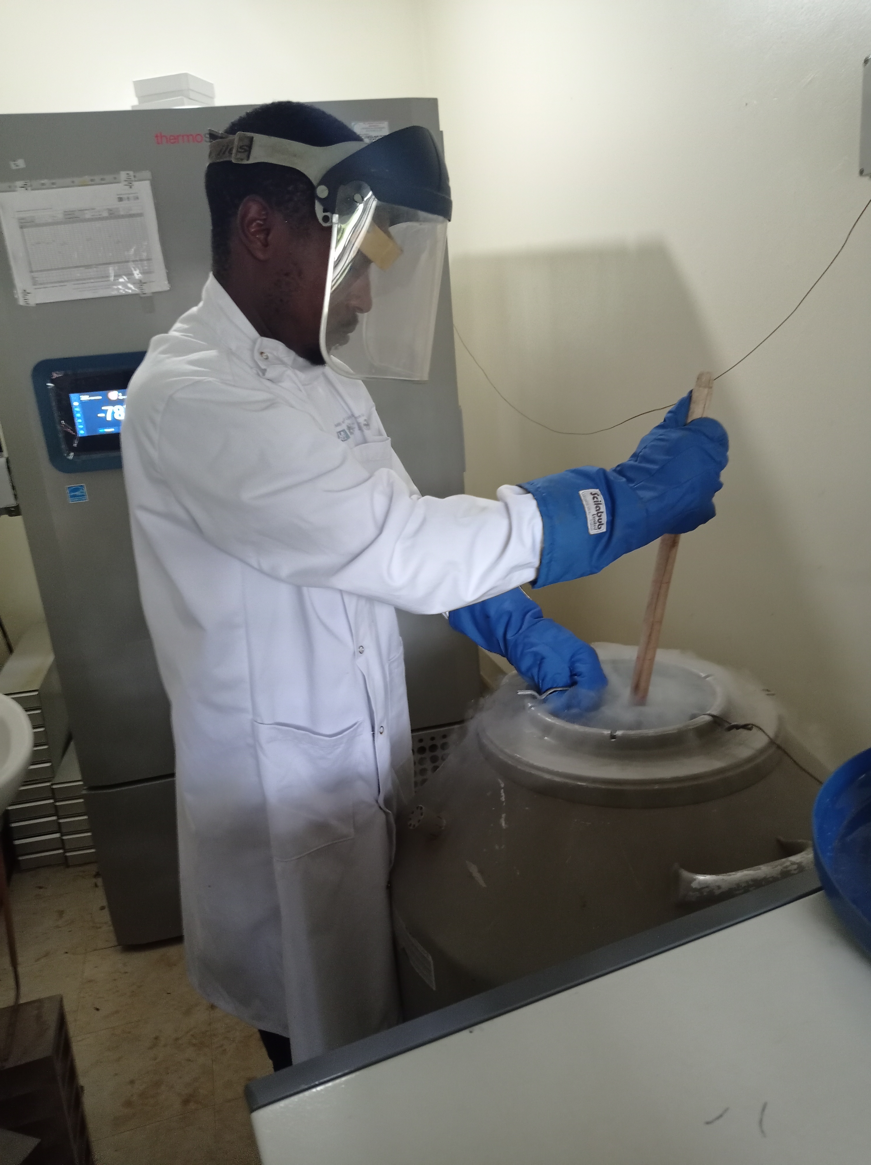 Mambo Medical specialist working with ultra-low temperature freezer